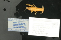Image of Procambarus gracilis